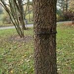 Quercus falcata Bark