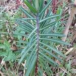 Euphorbia lathyris Leaf