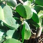 Cissus rotundifolia Лист