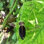 Mucuna pruriens Flower