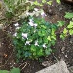 Viola hederacea Blomst