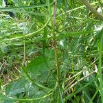 Scleria secans Лист