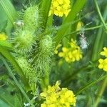 Carex frankii Leaf