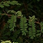 Caesalpinia decapetala Levél