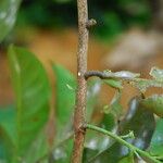 Isolona hexaloba Corteza