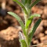 Neatostema apulum Hoja