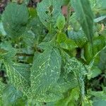 Crassocephalum crepidioides Blatt