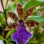 Zygopetalum maculatum Цветок