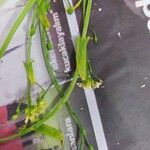 Neslia paniculata 葉