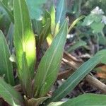 Oenothera macrocarpa পাতা