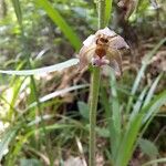 Epipactis helleborineFlower