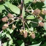Rubus fraxinifolius Fruto