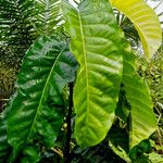 Treculia africana Folha