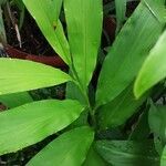 Hedychium coronarium Blad