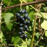 Vitis riparia x Vitis rupestris Fruit