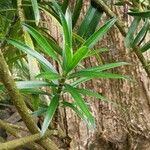 Dracaena mannii Hoja