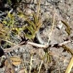 Mimosa aculeaticarpa Corteza
