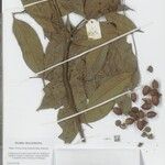 Lithocarpus menadoensis Other