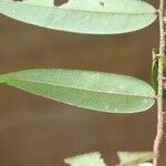 Xylopia crinita 葉