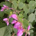 Desmodium intortum Blüte