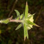 Pallenis spinosa Corteccia