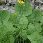 Ranunculus thora Blad