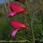Gladiolus dubius Λουλούδι