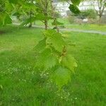 Tilia mongolica Feuille