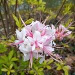 Rhododendron periclymenoides Blomma