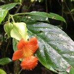 Drymonia rubra Fruto