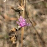 Centaurea paniculataफूल