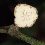 Dorstenia kameruniana Плод