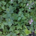 Lamium garganicum Fuelha