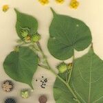 Abutilon theophrasti Annet