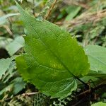 Eurybia macrophylla Lapas