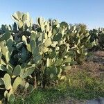 Opuntia maxima Blatt