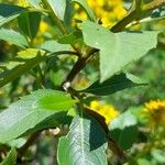 Flourensia thurifera Leaf