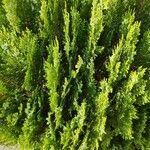 Cupressus macrocarpa 叶