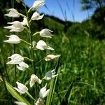 Cephalanthera longifoliaBlomma