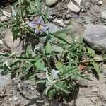 Solanum elaeagnifolium Plante entière