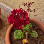 Pelargonium zonaleFlower