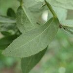 Pentanema spiraeifolium Leaf