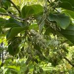 Pterostyrax corymbosus Plod