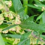 Artemisia princeps Fleur