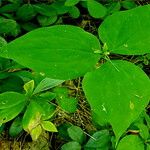 Trillium undulatum برگ