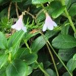 Linnaea borealis Flower