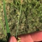 Carex tomentosa Feuille