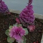 Brassica oleraceaFlower