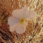 Oenothera albicaulis 花