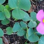 Oxalis purpurea Цветок